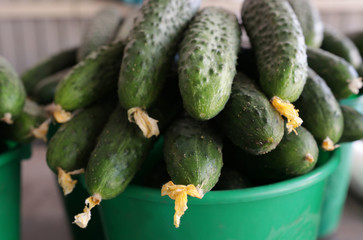 fresh cucumbers in a basket on the market