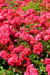 Amazing bush of wild pink roses with green leaves taken in the springtime. Rose, one of the most popular flowers, is a woody perennial flowering plant of the genus Rosa, in the family Rosaceae