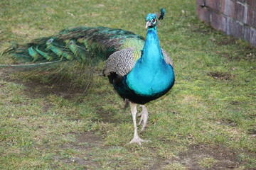 Pfau stolz
