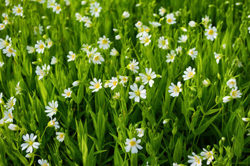 Fototapeta premium White small flowers in green meadow. Background from many white small flowers in nature with green plants. Grass as bright nature background.