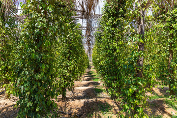 Black pepper plantation near Kampot / Kep, Cambodia. Kampot Pepper has a status of Protected Geographical Indication