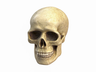 3D illustration of Human skull, isolated on white background