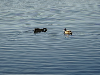 Enten von København