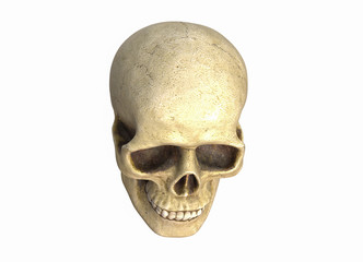 3D illustration of Human skull, isolated on white background
