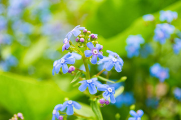 Blue Flowers on a soft blurred green background. Beautiful bokeh.