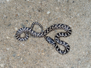 Four-lined snake, Elaphe quatuorlineata