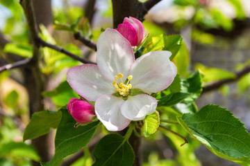 Flowering branch of Apple, white Apple blossoms. Flowers tree close-up. Soft bokeh. Background.