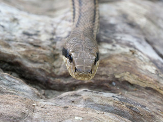 Four-lined snake, Elaphe quatuorlineata