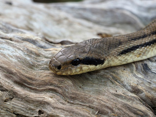Four-lined snake, Elaphe quatuorlineata