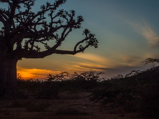 Silhouette of baobab