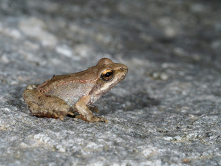 Greek stream frog, Rana graeca