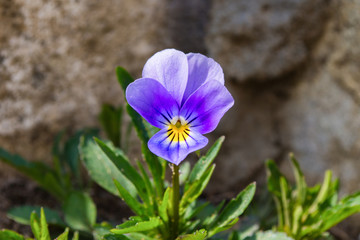 The flowers of pansies grow in a high stone. Flowers close up.