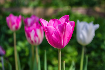 Multi-colored tulips close-up as a concept of a holiday and spring. Pink and white tulips. Background.