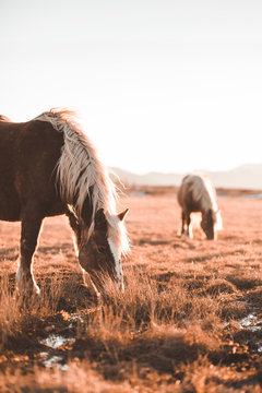 Side view of beautiful horses pasturing on meadow