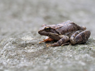Greek stream frog, Rana graeca