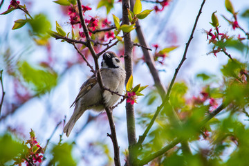 Bird Sparrow sitting on a branch of a flowering tree apricot. Bird close up. Sparrow sits on a beautiful branch among the blossoming apricot.