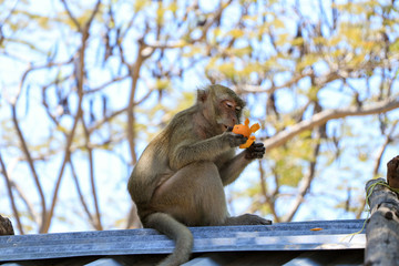 A young monkey sits on the roof and cleans the mandarin
