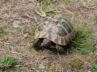 Hermann's tortoise, Testudo hermanni