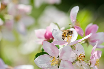 fleißige Biene auf Apfelblüte mit vielen Pollen – sammelt und bestäubt 22