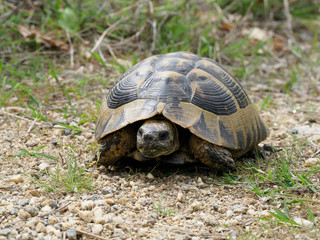 Hermann's tortoise, Testudo hermanni