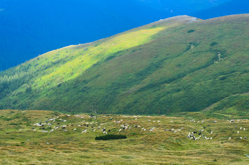 Obraz premium Herd of sheep on way to Hoverla, Carpathian mountains, Ukraine. Horizontal outdoors shot