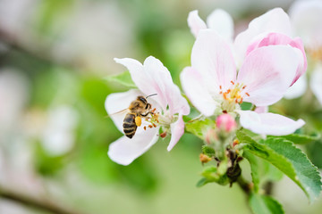 fleißige Biene auf Apfelblüte mit vielen Pollen – sammelt und bestäubt  16