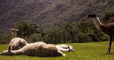 sheep on farm