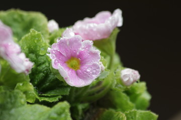 Begonia Flowers , Begonia obliqua,  are Blooming  in Springtime Colorful Flowers Freshen up the Summer Days in the Park