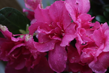 Close up Pink Wild Rose Petals in Summer
