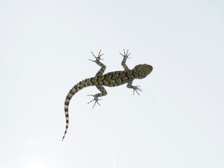 Kotschys gecko, Cyrtopodion kotschyi