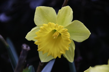 Yellow Daffodil is Blooming to Welcome Springtime