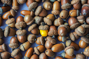 colorful acorn against of ordinary acorns abstract vision be different, unique personality or standing out from the crowd, leadership quality. beautiful still life background