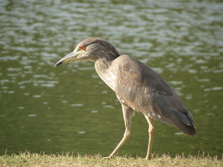 Pássaro no Lago