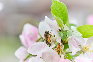 fleißige Biene auf Apfelblüte mit vielen Pollen – sammelt und bestäubt  06
