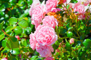 Close up photo of wild pink roses taken on a sunny spring day with sun shining on the green rose leaves and pink florets. Rose is one of the most popular flowers, often considered as a symbol of love