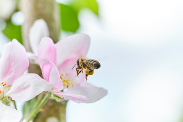 fleißige Biene Anflug auf Apfelblüte mit vielen Pollen – sammelt – bestäubt 05