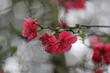 Close up Red Plum Blossom Flower ,Prunus mume, in Springtime