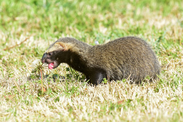 Little grison in grass environment,Patagonia, Argentina