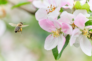 fleißige Biene Anflug auf Apfelblüte mit vielen Pollen – sammelt – bestäubt 04 - obrazy, fototapety, plakaty