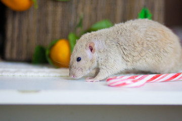 Beige mouse. Mouse on the table. Rat in the kitchen.