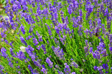 Naklejka premium Beautiful blooming mealy sage, Salvia farinacea, taken close up. The amazing purple healing herb attracts butterflies and bumblebees