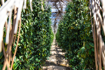 Fresh long pepper from Kampot plantation. Surrounded by some green leafs. Cambodia