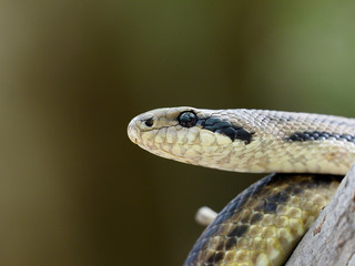 Four-lined snake, Elaphe quatuorlineata