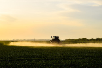 tractor with the help of a sprayer sprays liquid fertilizers on young wheat in the field.