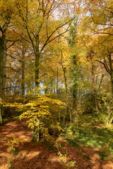 Obraz premium autumn in the park