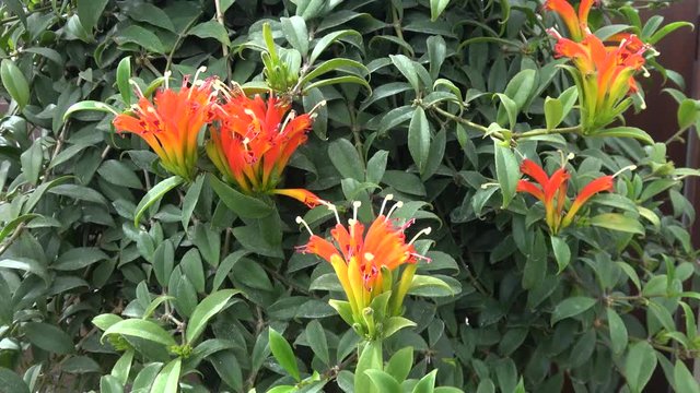 Orange Aeschynanthus xsplendidus also called lipstick plant