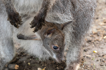 Naklejka premium Baby Wallaby Looking out from Mothers Pouch
