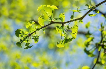 Ginkgo biloba young green leaves on a tree in spring