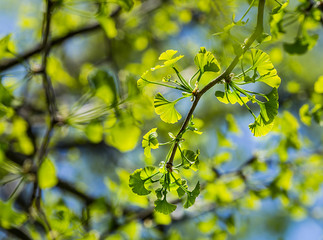 Ginkgo biloba young green leaves on a tree in spring