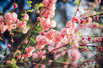 Close up of blooming luiseania in spring garden. Blossoming pink flowers of almond three-blade.